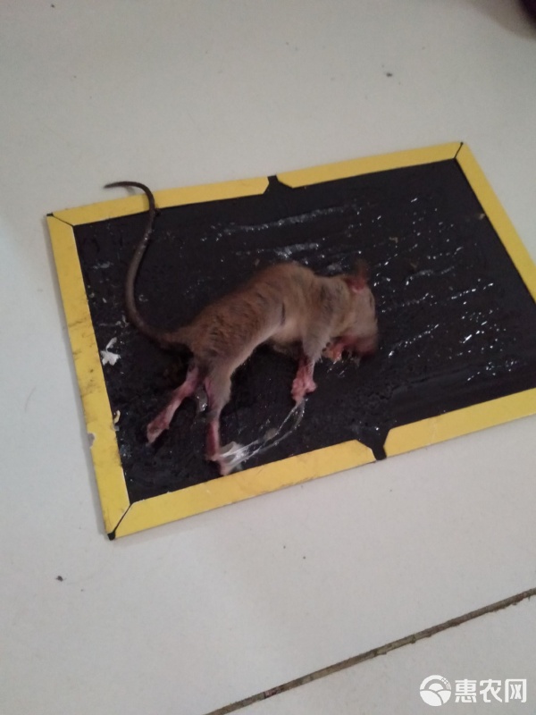 捕鼠能手 強力粘鼠板，家庭滅鼠的隱形衛士